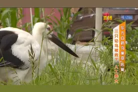 东方白鹳鸟巢变“危巢”，三只幼鸟被救下人工养大