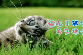 猫吃了驱虫药多久排虫