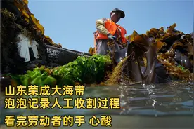 山东荣成大海带，泡泡记录人工收割过程，看完劳动者的手，心酸！视频封面
