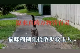 原来真的万物皆有灵，猫咪糊糊阻挠散步救主人，哈士奇难过哭错坟视频封面