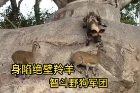 羚羊家族被困绝壁，野狗军团围追堵截，逆境中的绝处逢生视频封面