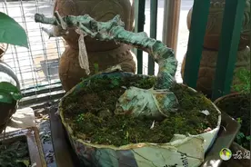 如何栽培生桩？网友：缠绕了保鲜膜怎么浇水？请分享视频！视频封面