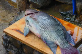 天冷了.花100元买条5斤的脆肉罗非鱼,给家里人做顿丰盛的火锅晚餐视频封面