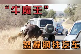 当大水牛生气时！无差别攻击车，狮子，鬣狗，大象，虎，野狗！