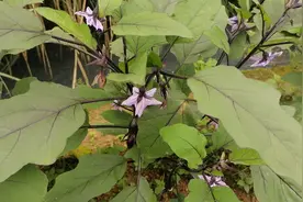 茄子开花不挂果，赶紧这里剪一剪？后期挂果多摘都摘不完视频封面