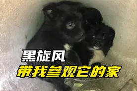 流浪狗崽7兄弟中最小的那只黑旋风，不请自来，邀请我看看它的家视频封面