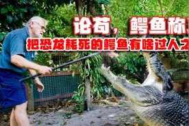 论苟，鳄鱼称王：6500万年前恐龙灭绝，为何同时期的鳄鱼生存至今视频封面