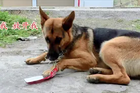 小德牧脚上粘了塑料纸，它会是什么样的反应？