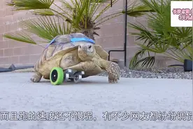 小伙给残疾乌龟装上轮子，成龟界“博尔特”，跑起来飞快！视频封面
