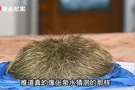 男子在猪的身体中发现了“猪宝”，专家鉴定后却说猪有问题视频封面