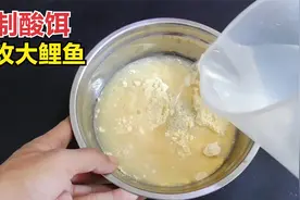 在家自制专攻大鲤鱼酸饵，老师傅教的做法，去钓鱼帮你省一大笔钱视频封面
