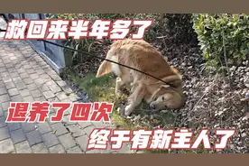 金毛终于有新主人了，救回来半年多了，被多次退养，终于有新家了视频封面