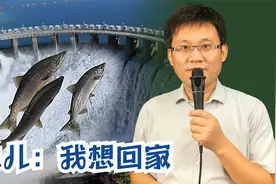 水电站挡住鱼儿回家路？专业工程师解读2种VIP通道，助鱼翻越大坝视频封面
