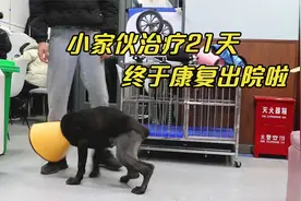 狗狗被车压断双腿，主人收到赔偿将狗抛弃，治疗21天终于康复出院