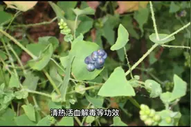 扛 板 归治疗水肿疟疾痢疾湿疹疱疹疥癣及毒蛇咬伤有疗效视频封面