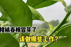 柑橘春梢开始冒芽了，如何打好开园药，施好促梢肥？视频封面