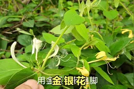 农村常见的 “金银花藤” 煮水泡脚的功效厉害，值得你了解与收藏视频封面