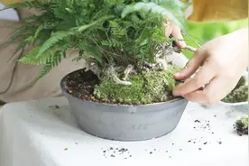 没阳光也好看的蕨类，有时还装大尾巴狼！视频封面