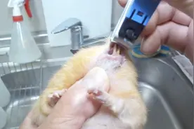 主人将仓鼠将嘴巴掰开修理牙齿，结果接下来让主人哭笑不得