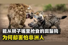 战斗力很强的斑鬣狗，为何会被非洲人强制街头卖艺，不服打到服？视频封面