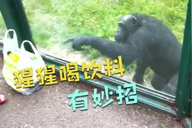 动物园禁止投喂，猩猩隔着玻璃想喝饮料，竟指出密道视频封面