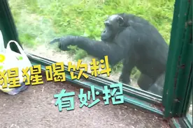动物园禁止投喂，猩猩隔着玻璃想喝饮料，竟指出密道视频封面