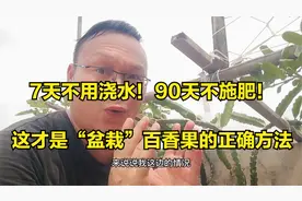 7天不用浇水！3月不用施肥！这才是“盆栽”百香果的正确方法视频封面