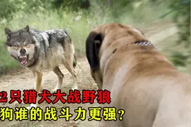 狼和狗战斗力谁更强？实拍两只猎犬大战两匹野狼，镜头记录全过程视频封面