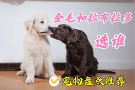 金毛和拉布拉多相比没有绝对好坏，除非他们一起出现在我的视频里视频封面