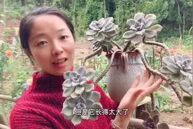 推荐3款好看又好养的多肉，一年四季不用管，直接长成多肉老桩视频封面