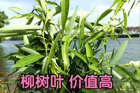 农村不起眼的“柳树叶”，生活中有3大妙用？值得拥有视频封面