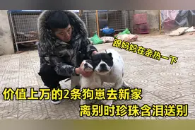 价值上万的2条狗崽去新家，离别时狗妈含泪送别，场面真心酸！视频封面
