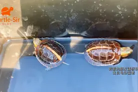 黄缘龟乌龟的年龄怎么看，生长纹判断可能不准确「龟谷鳖老」