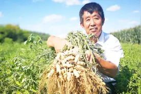 花生如何防止蛴螬，农业专家：4个方法，教你地下蛴螬一扫光