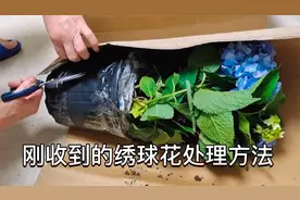 开箱一棵绣球花大苗，花大苗壮包装好，比较满意！讲解缓苗方法视频封面