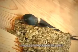 为何燕子从来不去穷人家？这可不是迷信，而是有科学依据视频封面