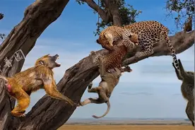 实拍豹子爬树捕食猴子，遭到猴群攻击，看豹子如何扭转局面视频封面