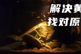 鱼缸黄水问题，先找到引起黄水原因，解决起来很简单视频封面