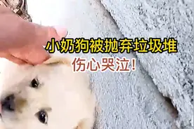 小奶狗被主人抛弃在垃圾堆，可怜在哭泣，却一直在等待主人视频封面