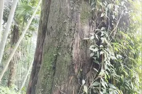 农村深山里的红豆杉，它是国家一级重点保护植物，见到不要乱砍伐视频封面