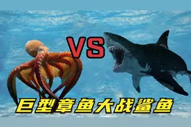 巨型章鱼大战鲨鱼，海底霸王竟被活活吞噬，镜头拍下精彩一幕！