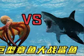 巨型章鱼大战鲨鱼，海底霸王竟被活活吞噬，镜头拍下精彩一幕！
