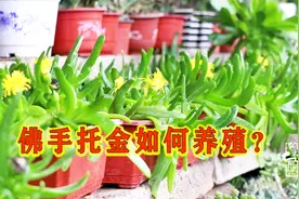 教你怎么养殖佛手托金？学会这个流程，盆花数量倍增！