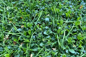 在蒜地里混种的绿叶菜长得怎样了？视频封面