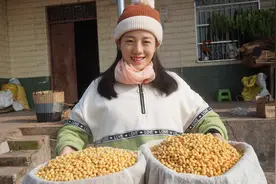 小妹儿买了几斤黄豆做豆豉，发酵之前一定要煮熟，温度也很讲究