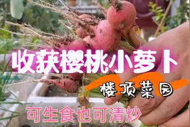 楼顶种植的樱桃小萝卜，从育苗到收获只有25天，营养价值杠杠的！视频封面