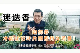 如何养好“迷迭香”这款花，才能让它叶片稠密持久芳香！