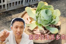 聊聊玫瑰系多肉夏天怎么养？多肉淋雨暴晒不怕，就怕你把握不住！视频封面