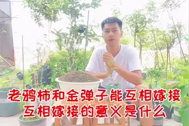 老鸦柿和金弹子能否互相嫁接，嫁接的意义是什么，学习嫁接的奥妙视频封面