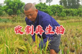再生稻 亦称稻孙子， 即种一茬收获两回，再次感受农民丰收的喜悦视频封面